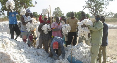 Baumwollbauern in Mali