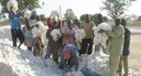 Baumwollbauern in Mali